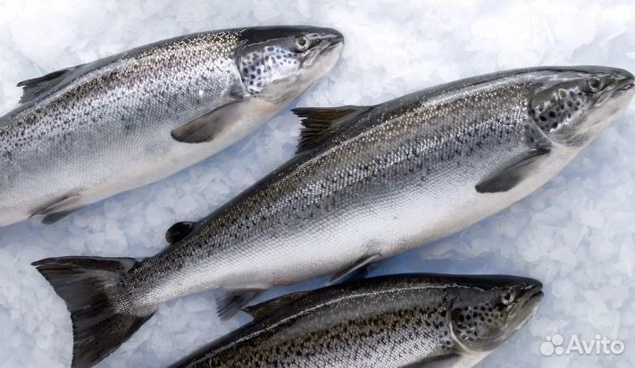 Рыба на дом и морепродукты (в наличии)