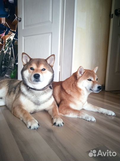 Щенки сиба ину