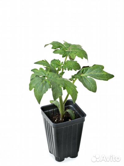 Рассада помидор