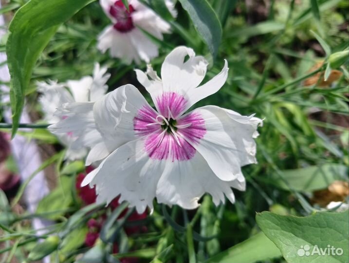 Гвоздика китайская семена