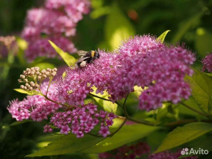 Спирея японская