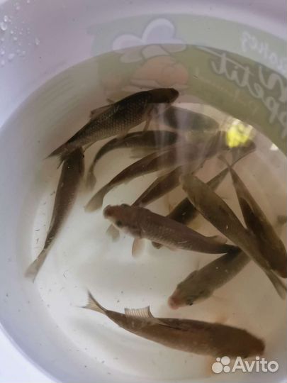 Живец карась