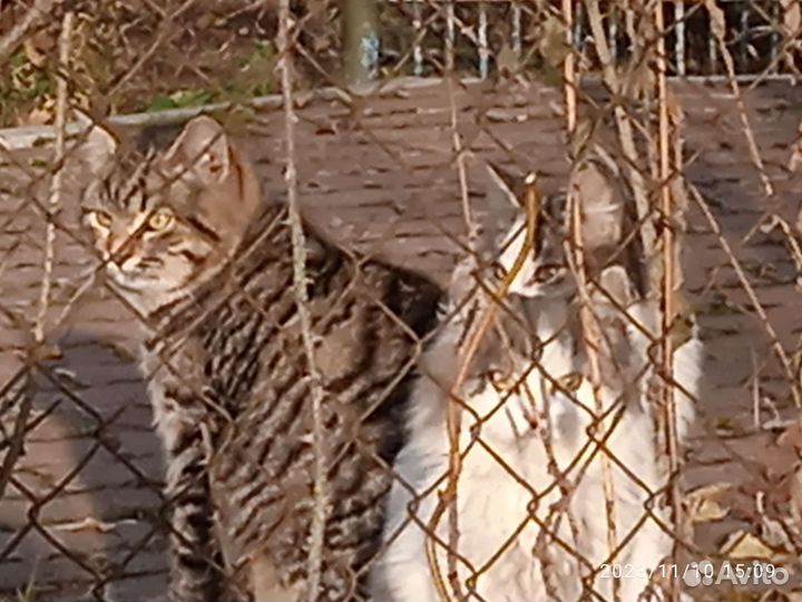 Кошечки Белевские