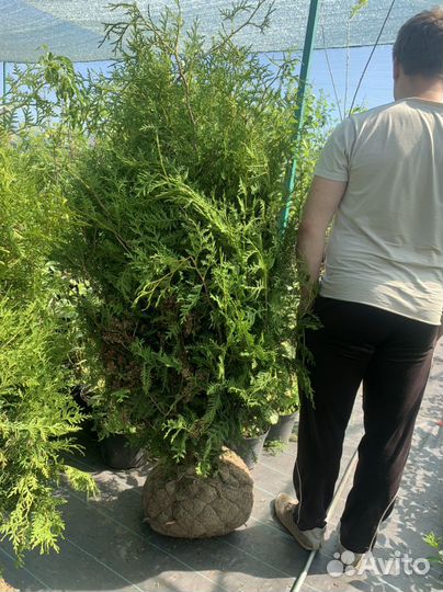 Туя брабант