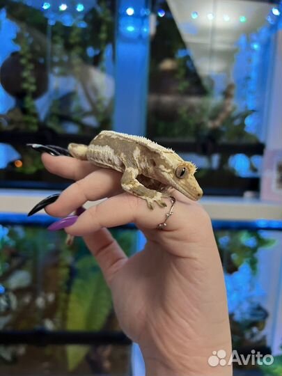 Реснитчатый бананоед самки