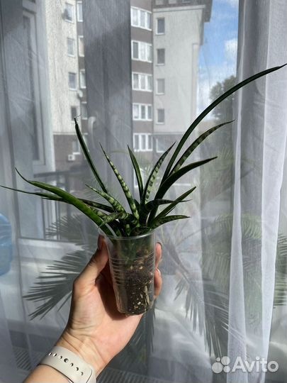 Сансевьерия