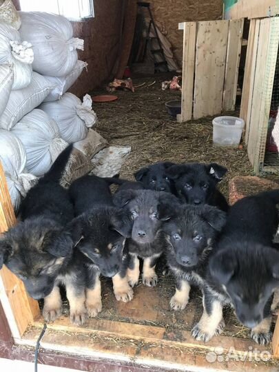 Щенки немецкой овчарки, девочки