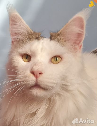 Котята мейн-кун продажа