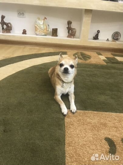 Вязка собак