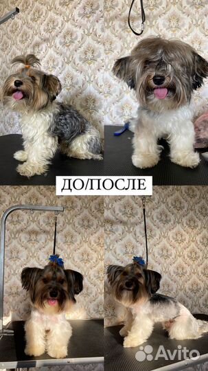 Груминг / экспресс-линька / стрижка когтей