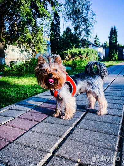 Йоркширский терьер вязка мальчик