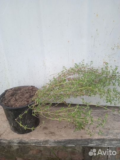 Тимьян ползучий