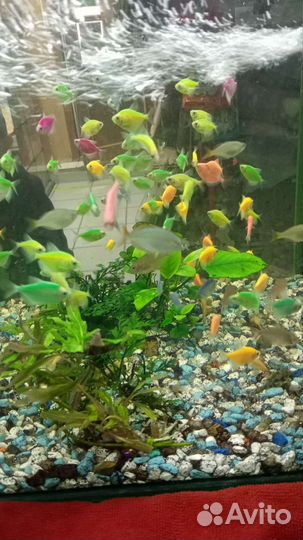 Аквариумные рыбки
