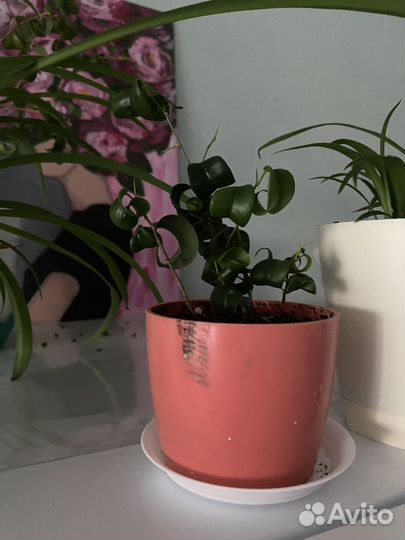 Фикус кудрявый Барок