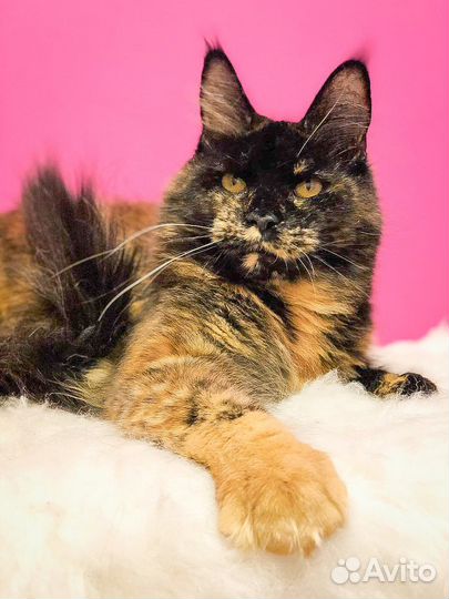 Кошка в дар