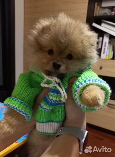 Кофточка для собачки или куклы