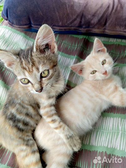 Кошки в добрые руки