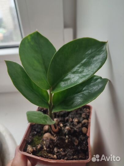 Замиокулькас