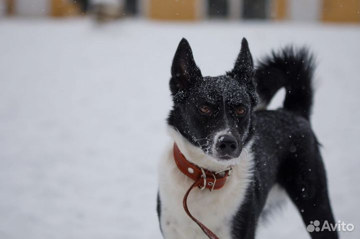 Атос - шикарный домашний пес
