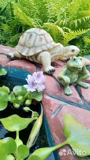 Цветы водный геоцинт