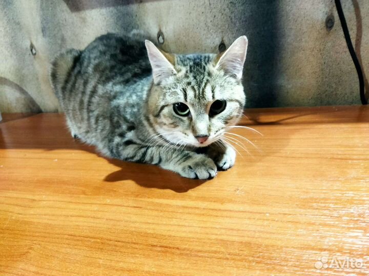 Кошка котенок кот Ваня в дар