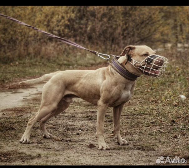 Американский питбультерьер