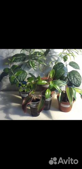 Цветы комнатные