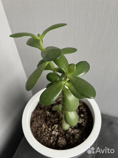 Толстянка денежное дерево