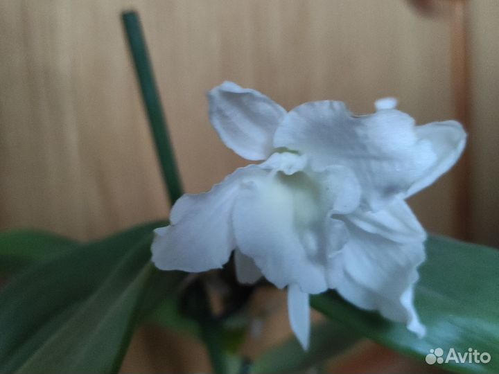 Орхидея дендробиум