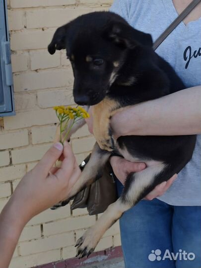 Овчарка щенок метис девочка бесплатно