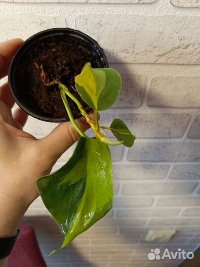 Филодендрон Бразилия