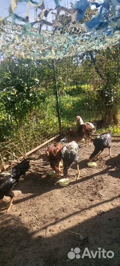 Молодые бойцовские петушки куланги и малайские