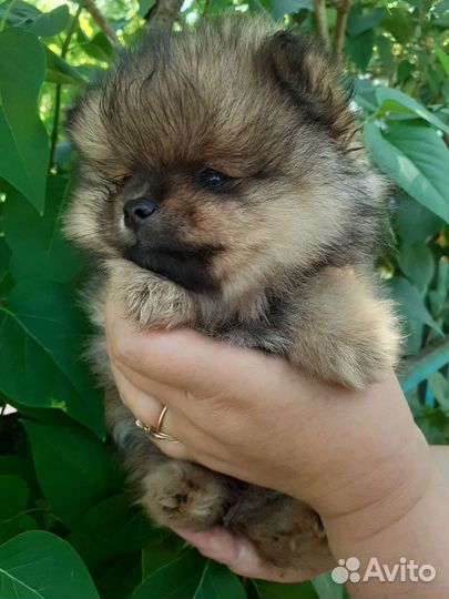 Девочка 2 мес