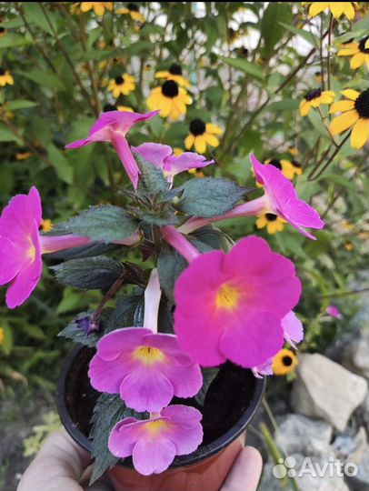 Комнатные цветы,растения,ахименесы