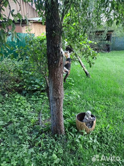 Котята-подростки в добрые руки