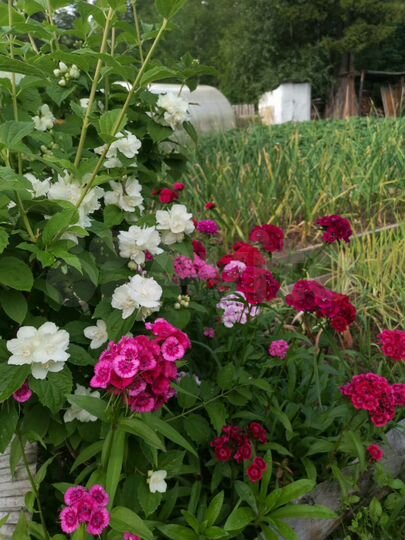 Дача 40 м² на участке 5 сот.