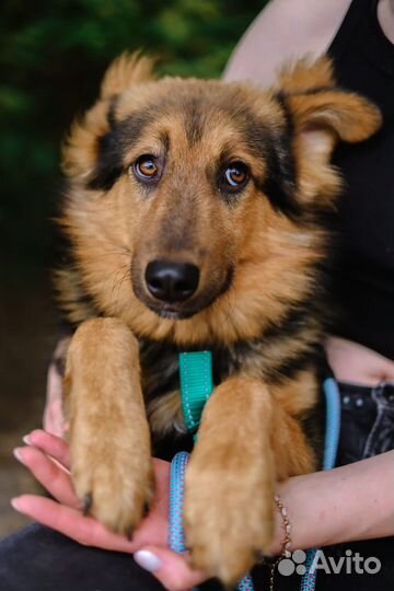 Вивальди-щенок Вивальди ищет дом