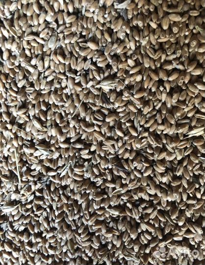 Пшеница фуражная