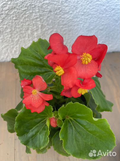 Комнатные цветы растения Фуксия, Бегония