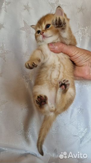 Шотланская шиншилла