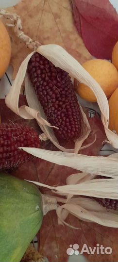 Сухоцветы для флористики