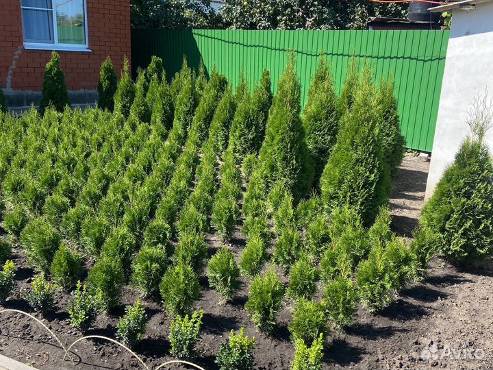 Туя смарагд