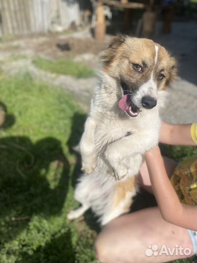 В добрые руки