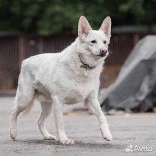 Собака Пломбир из приюта
