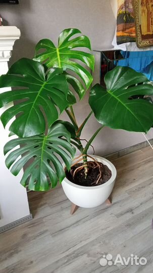 Продам Монстеру