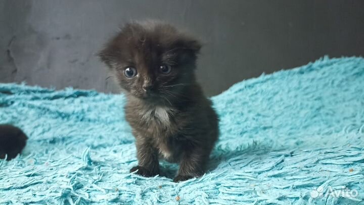 Вислоухие котята