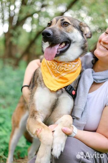 Собака в добрые руки, девочка Умка