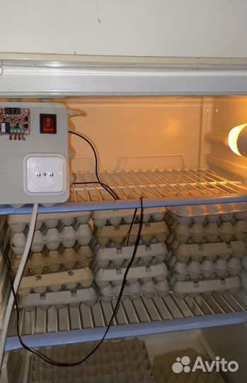 Инкубационное яйцо перепела