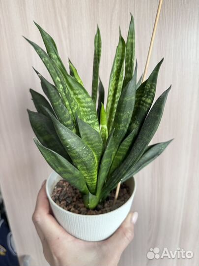 Сансевиерия кристатта