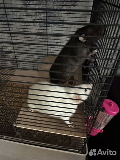 Крыса дамбо